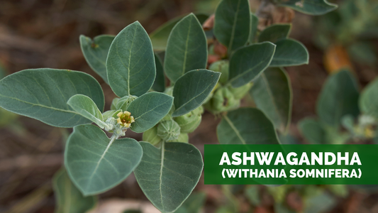 ASHWAGANDHA